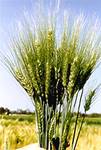 Durum Wheat.jpg